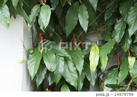 ヒハツモドキ 14979799