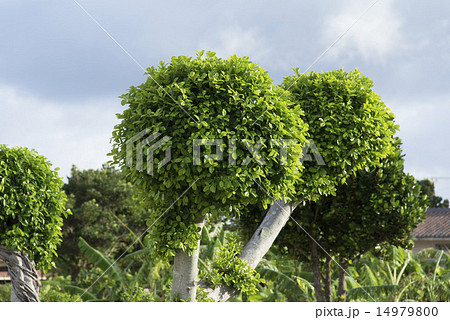 刈り込まれたガジュマル 14979800