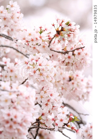 桜（ソメイヨシノ） 14979835