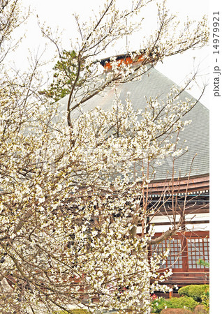 白い桜と光林寺本堂 白い桜と光林寺本堂 14979921