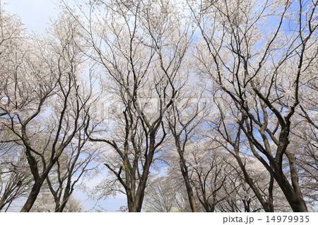 満開の桜と青空 満開の桜と青空 14979935