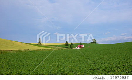 赤い屋根の家 14979987