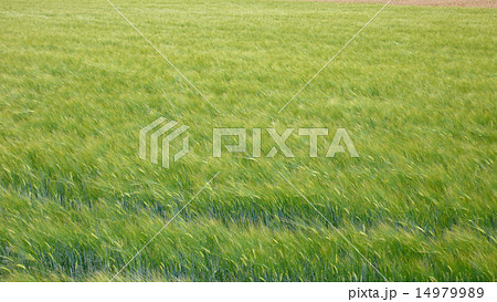 波打つ麦穂 14979989