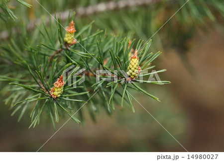 Tree strobiles 14980027