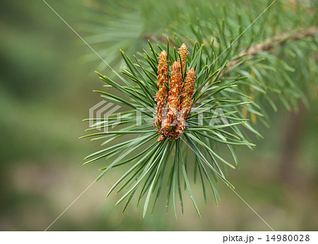 Pine burgeon Pine burgeon 14980028