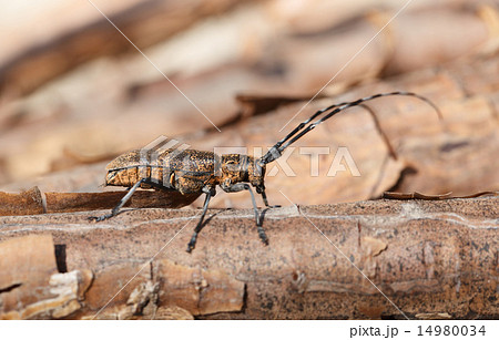 Profile of beetle with long antennae 14980034
