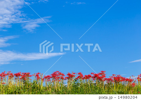 早朝の彼岸花 14980204