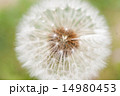 タンポポの綿毛 14980453