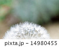 タンポポの綿毛 14980455