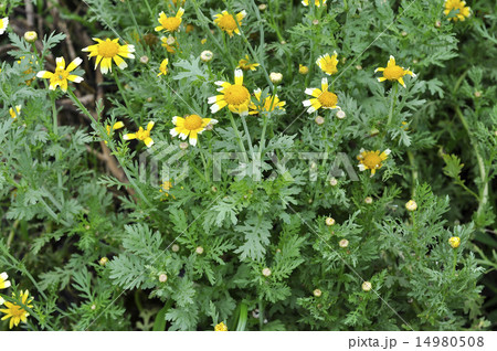 シュン菊 14980508