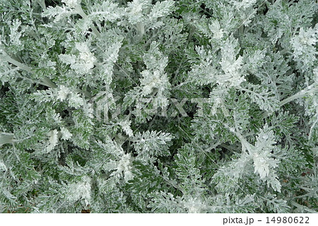 シロタエギク 14980622