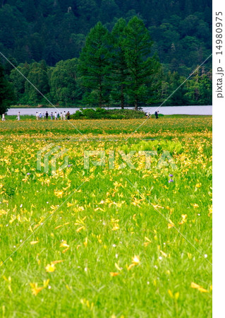 ニッコウキスゲ咲く大江湿原と尾瀬沼 ニッコウキスゲ咲く大江湿原と尾瀬沼 14980975