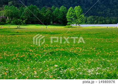 ニッコウキスゲ咲く大江湿原と尾瀬沼 14980976