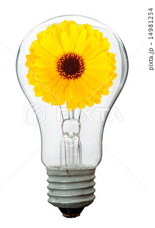Calendula flower in lamp 14981254