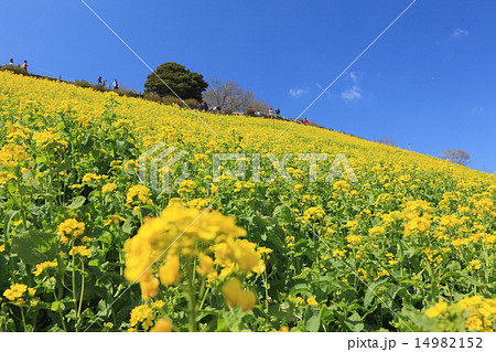 マザー牧場 菜の花の丘の写真素材