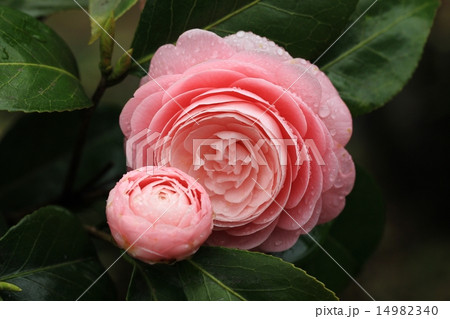 八重咲き椿の写真素材