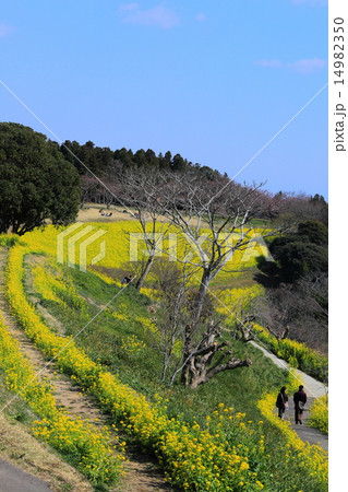 マザー牧場、菜の花の丘 14982350