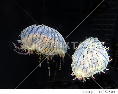 ハナガサクラゲ　クラゲ 14982504