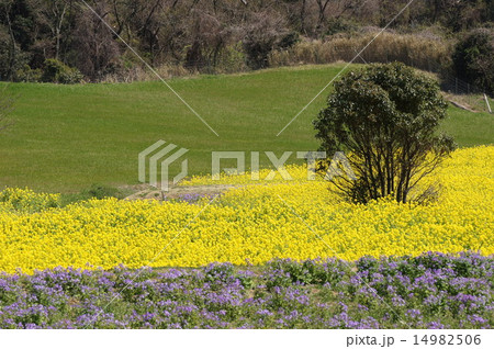 花さじき 菜の花 ムラサキハナナ 花さじき 菜の花 ムラサキハナナ 14982506