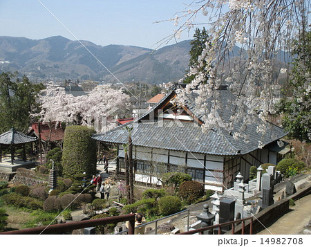 法善寺と桜 法善寺と桜 14982708