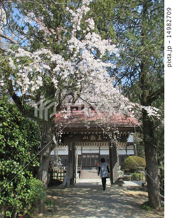 法善寺と桜 法善寺と桜 14982709