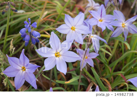 ハナニラの花 ハナニラの花 14982738
