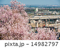 北陸新幹線E7系/W7系と桜とのツーショット 14982797