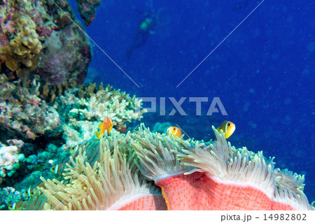 Clown fish in anemone Clown fish in anemone 14982802