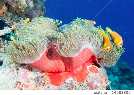 Clown fish in anemone Clown fish in anemone 14982806
