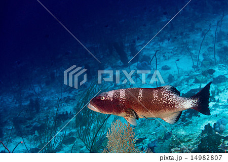 colorful grouper isolated on ocean colorful grouper isolated on ocean 14982807