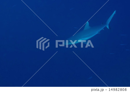 Grey shark jaws ready to attack underwater Grey shark jaws ready to attack underwater 14982808