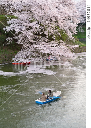 桜 千鳥ヶ淵 ボートの写真素材 桜 千鳥ヶ淵 ボートの写真素材