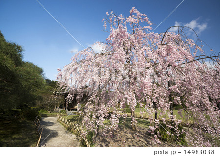 城南宮　枝垂桜 14983038