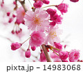 しだれ桜 14983068