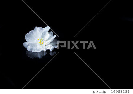 桜の花びら 14983181