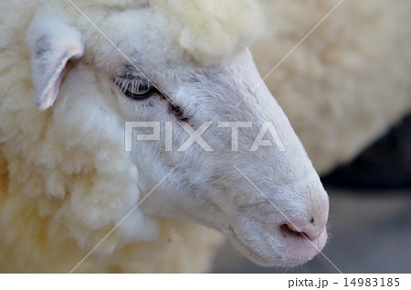 羊の横顔の写真素材