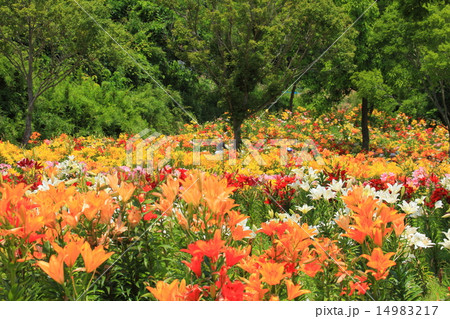 太田吉沢ゆりの里 14983217