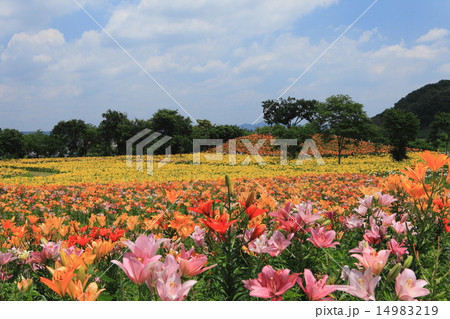 太田吉沢ゆりの里 14983219