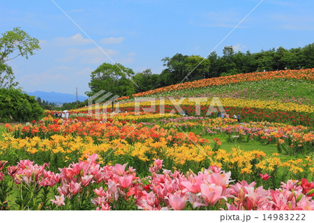 太田吉沢ゆりの里 14983222
