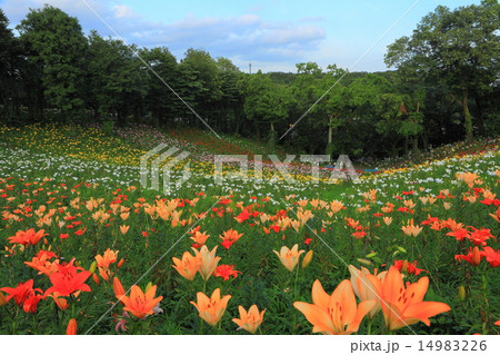 所沢のゆり園の写真素材