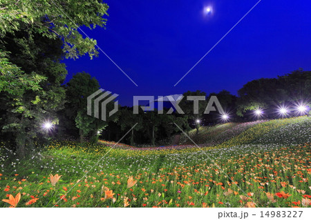 所沢のゆり園 所沢のゆり園 14983227