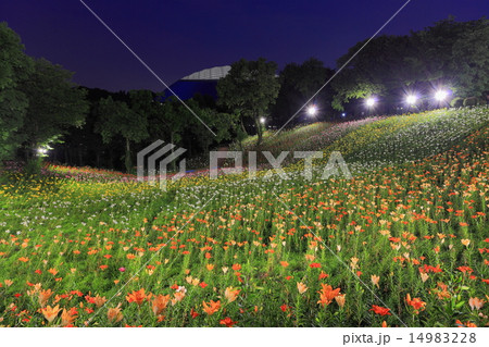 所沢のゆり園 所沢のゆり園 14983228