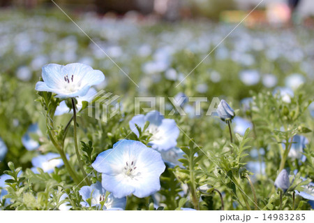 春の青い花の写真素材