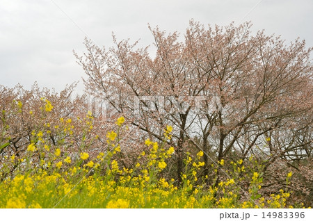桜と菜の花 桜と菜の花 14983396