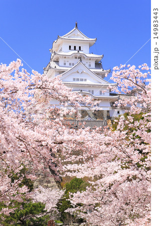 4月兵庫 保存修理工事完了後の姫路城連立式天守群と桜 14983443