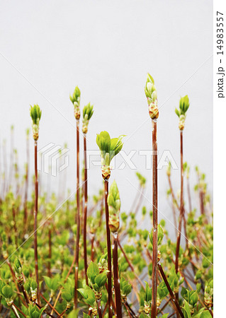 春の息吹 14983557