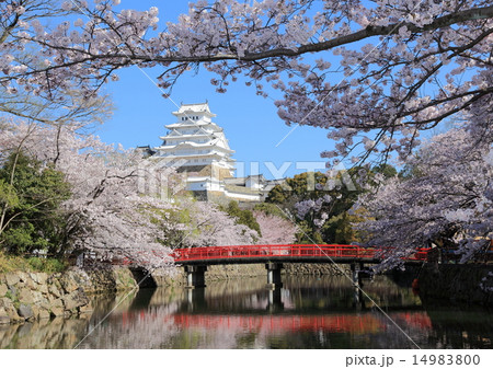 姫路城と桜 14983800