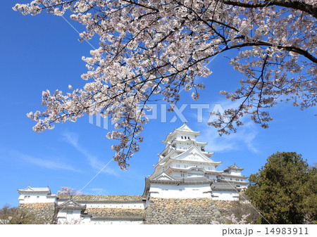 姫路城と桜 14983911