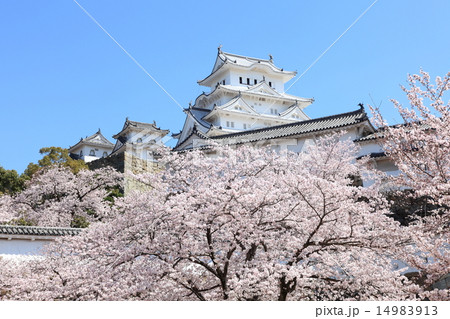 姫路城と桜 14983913