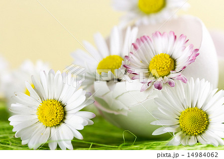 Bouquet of daisies in an eggshell. Shallow depth of field. 14984062